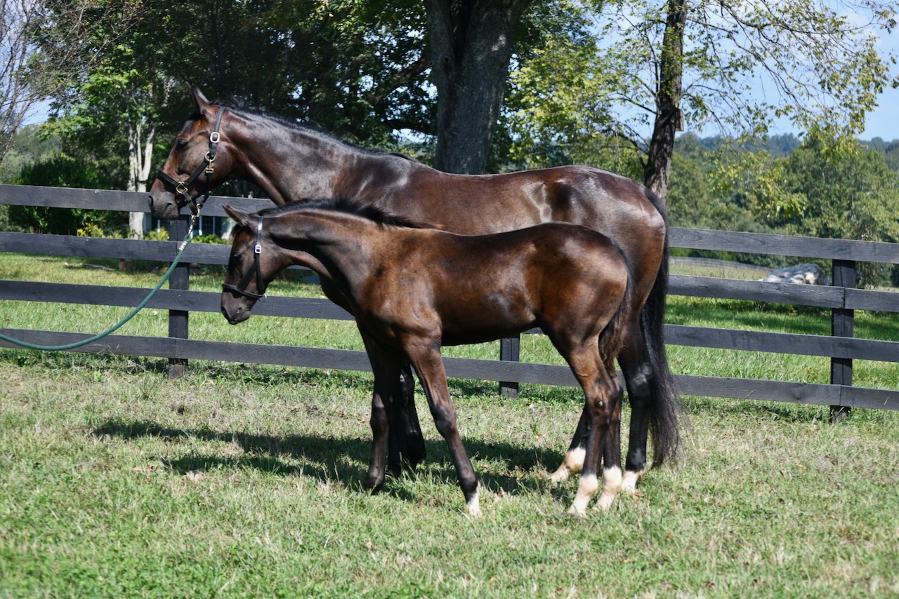 Noir and colt facing left